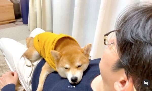 パパさんのおなかの上でくつろぐきなこちゃん