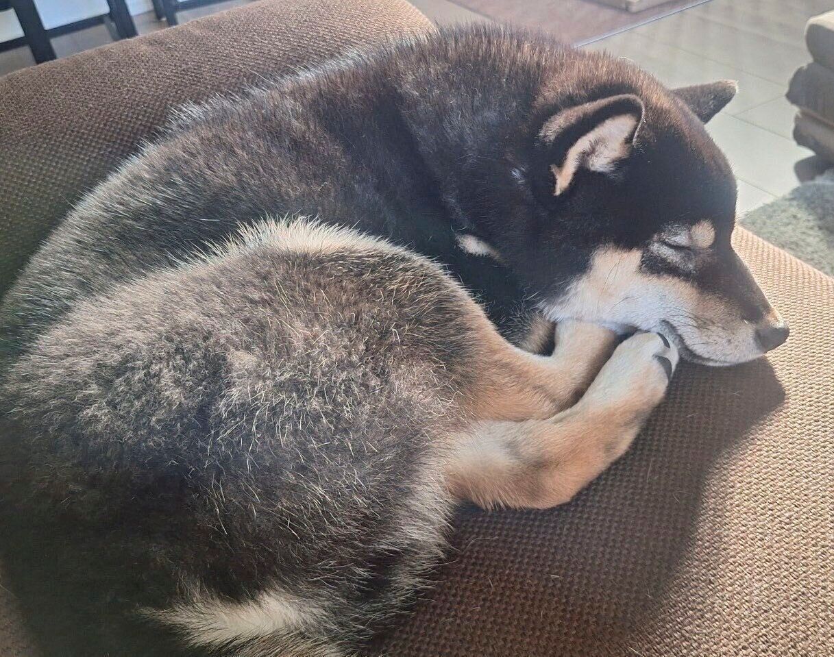 気持ちよさそうに眠るおこげくん