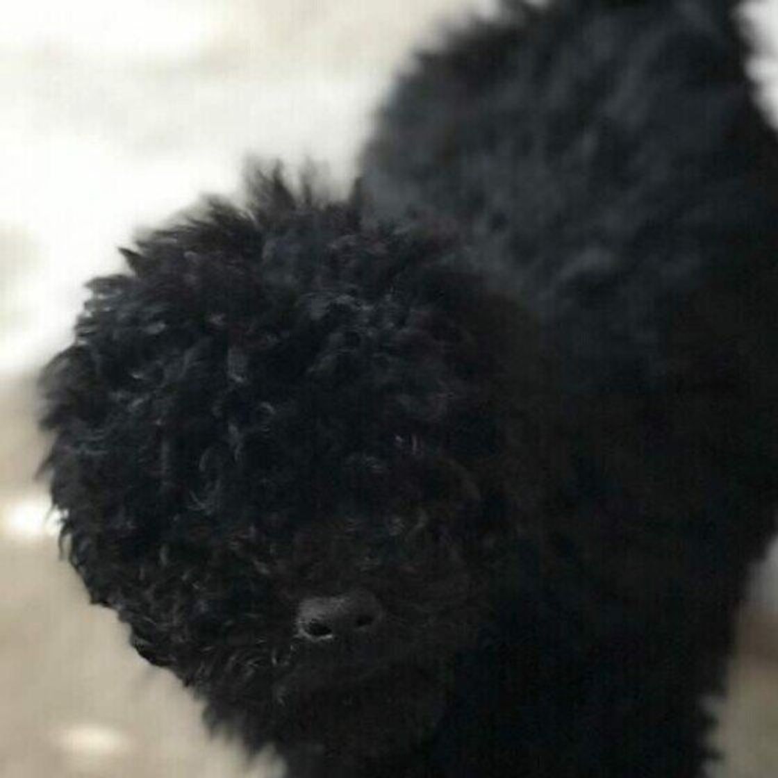 プーリーの特徴と性格 飼い方 価格相場など 犬図鑑 いぬのきもちweb Magazine プーリーの特徴と性格 飼い方 価格相場など 犬図鑑 いぬのきもちweb Magazine