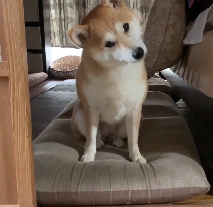 首をかしげる犬