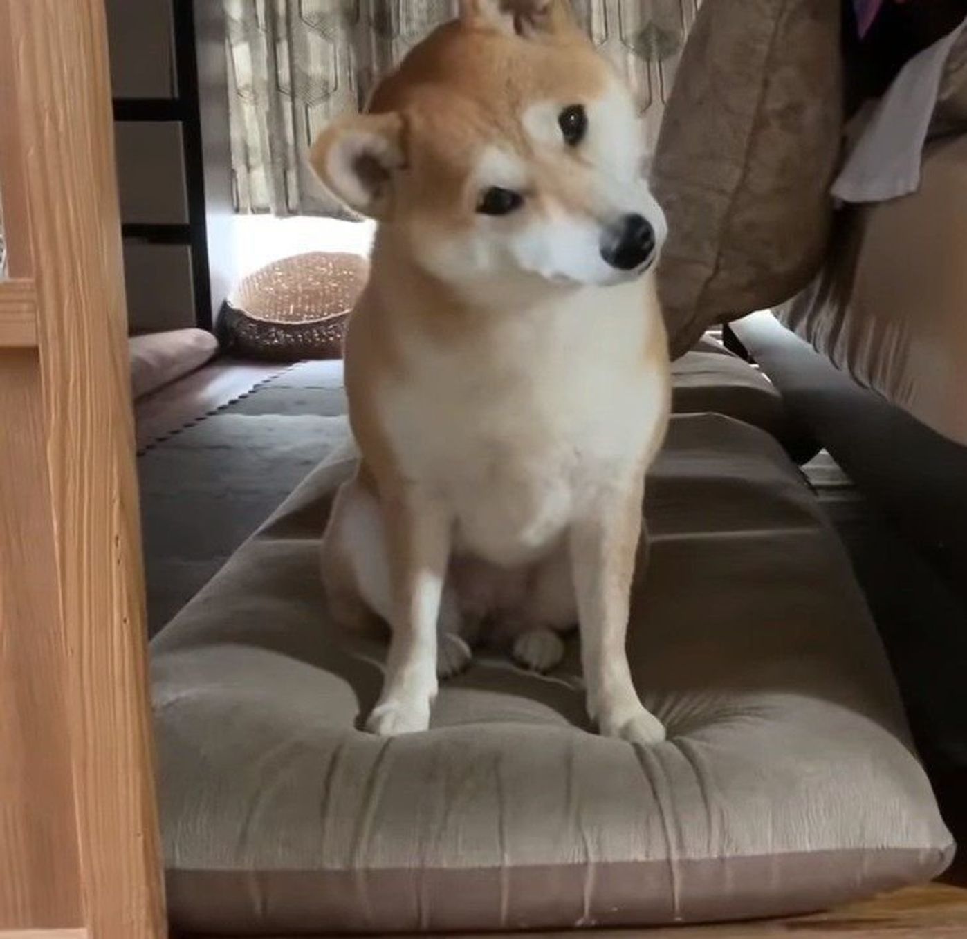 不思議な音に首をかしげる柴犬 かしげ方がスゴイ いぬのきもちweb Magazine 不思議な音に首をかしげる柴犬 かしげ方がスゴイ いぬのきもちweb Magazine