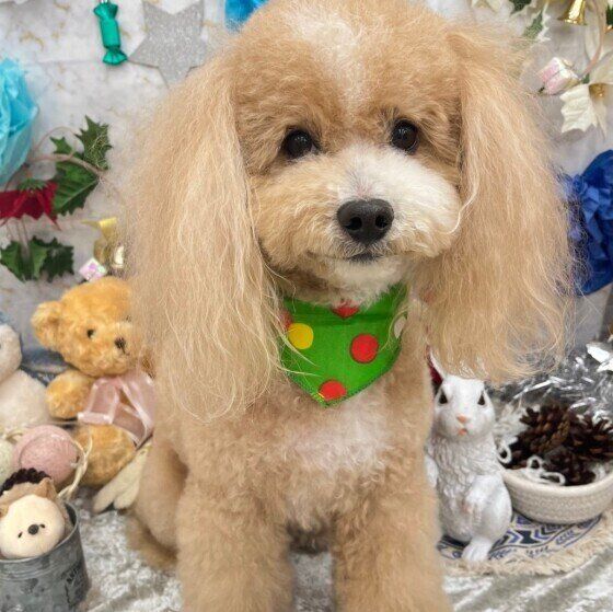 トリミングをしてもらったトイ・プードル