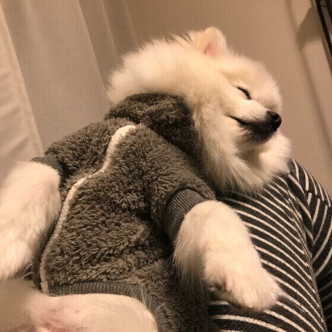 犬が ひざの上にのる理由 がかわいすぎる 癒やしの写真つきで解説 いぬのきもちweb Magazine 犬が ひざの上にのる理由 がかわいすぎる 癒やしの写真つきで解説 いぬのきもちweb Magazine