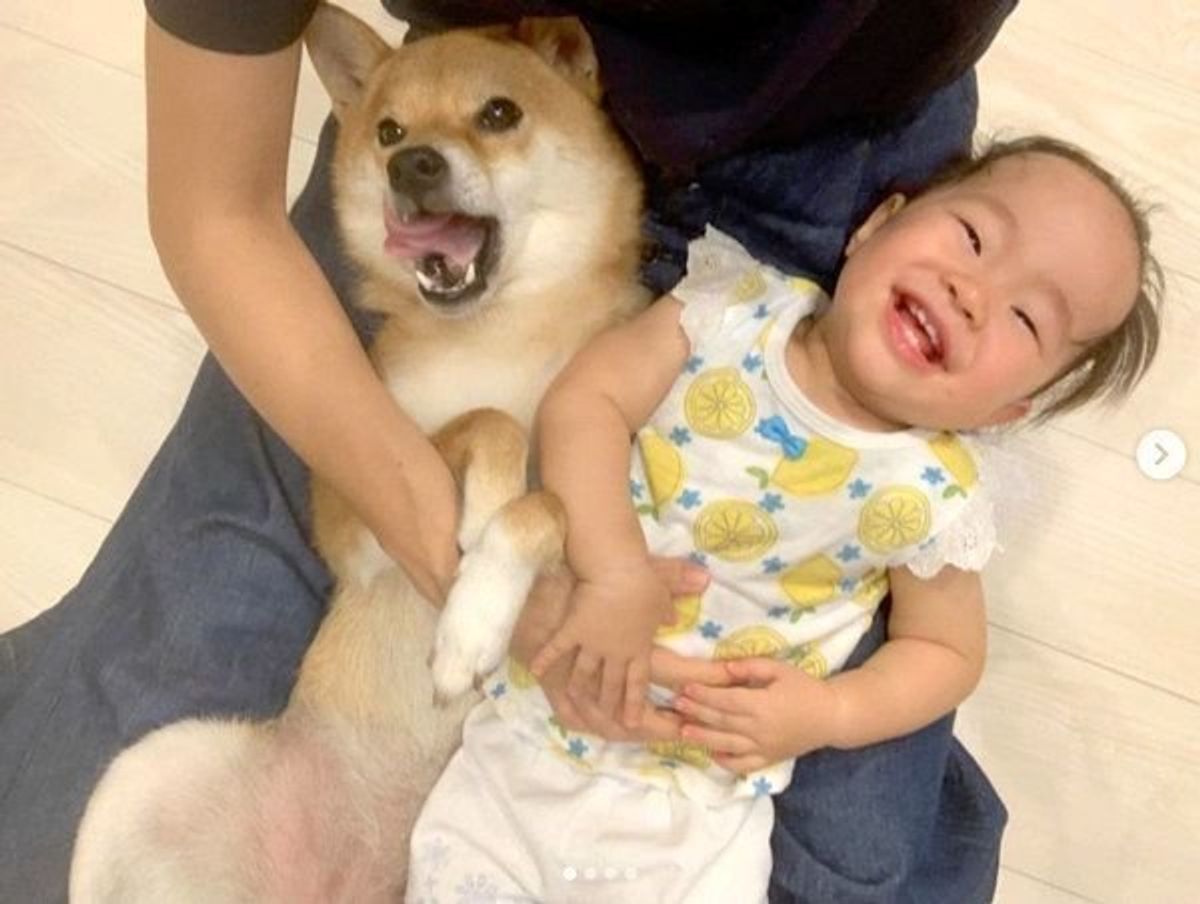 柴犬と赤ちゃんの 3コマ 風なやりとりが かわいすぎて癒される いぬのきもちweb Magazine 柴犬と赤ちゃんの 3コマ 風なやりとりが かわいすぎて癒される いぬのきもちweb Magazine