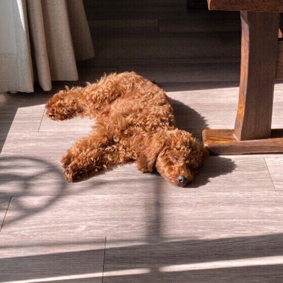 ひなたぼっこするそらくん（トイ・プードル）