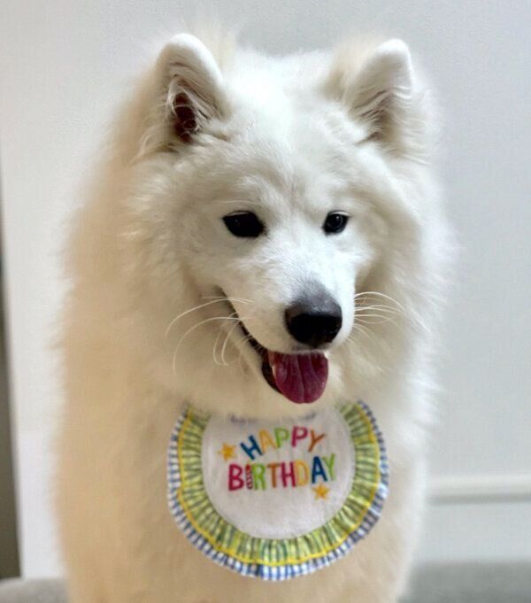 1才になったゆきまるくん