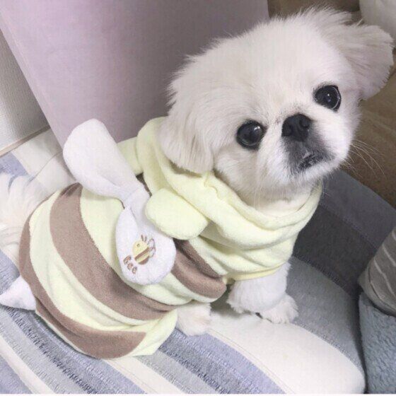 ペキニーズのミルクくん