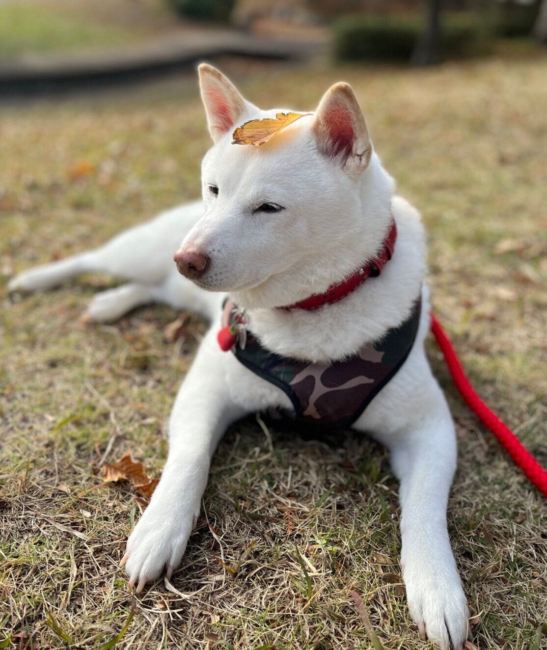 眠そうなやまとくん