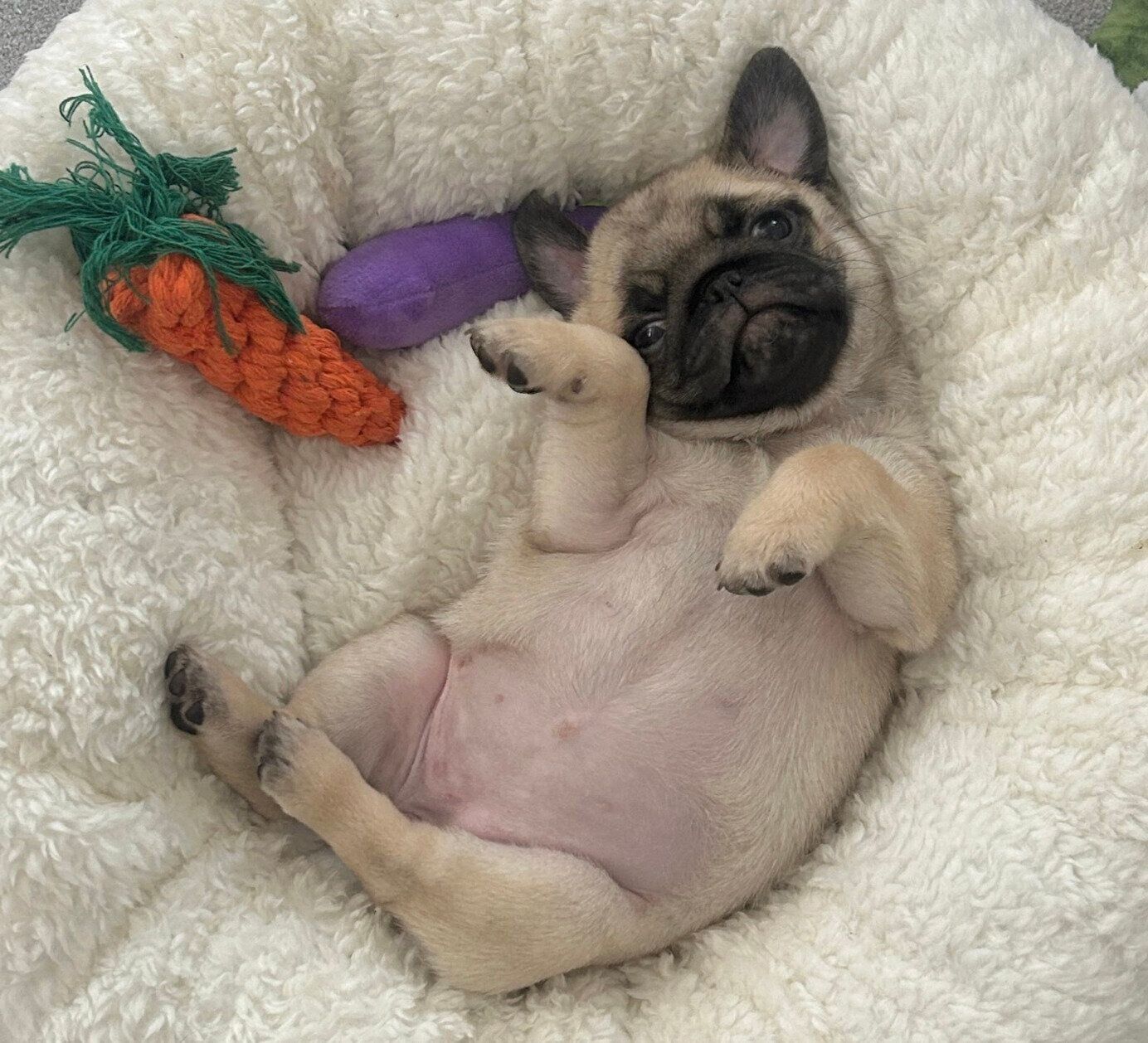 生後2カ月のころに撮影したもろみちゃん