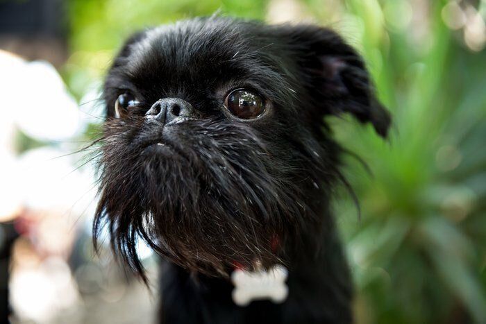 ベルジアン・グリフォン