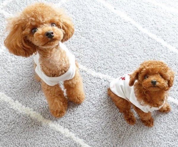 仲良しなトイ・プードル兄妹