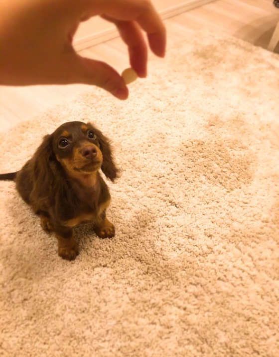 ダックスフンド