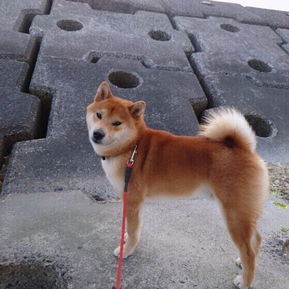 柴の琥珀くん