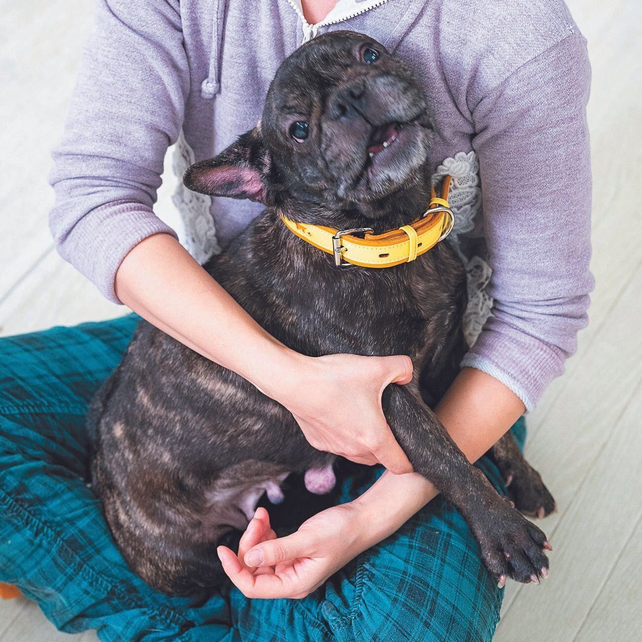 フレンチ・ブルドッグのマフィンちゃん（推定４才）は、ブリーダーのもとで何度もお産をさせられ乳腺腫瘍を患った状態で保護