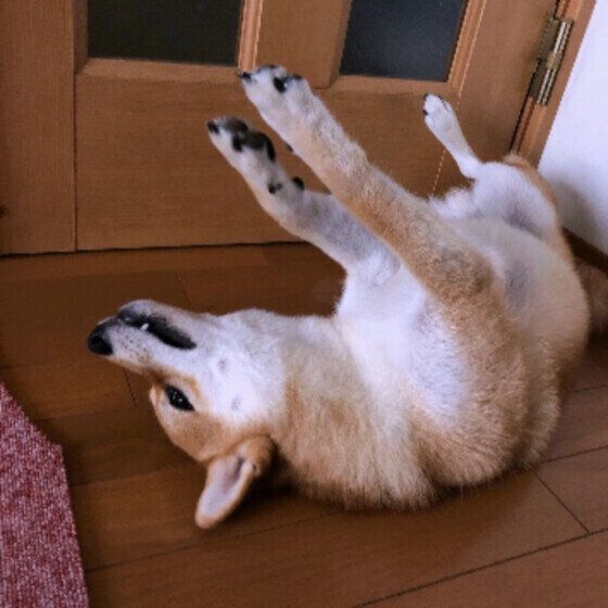 冷たい床でゴロンゴロン