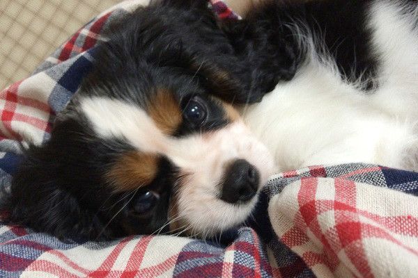 見つめるキャバリア・キング・チャールズ・スパニエル