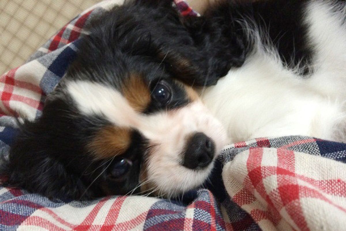 犬の性格は飼い主さんに似る 反抗期はある 子犬にまつわる不思議6つ いぬのきもちweb Magazine 犬の性格は飼い主さんに似る 反抗期はある 子犬にまつわる不思議6つ いぬのきもちweb Magazine