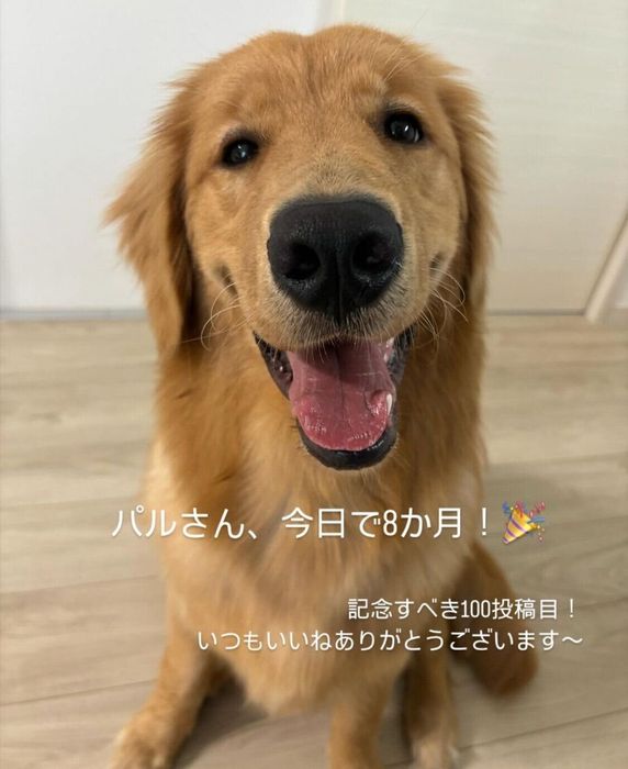 生後8カ月のころのパルちゃん