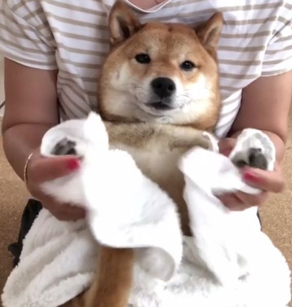 雨で濡れちゃった豆柴
