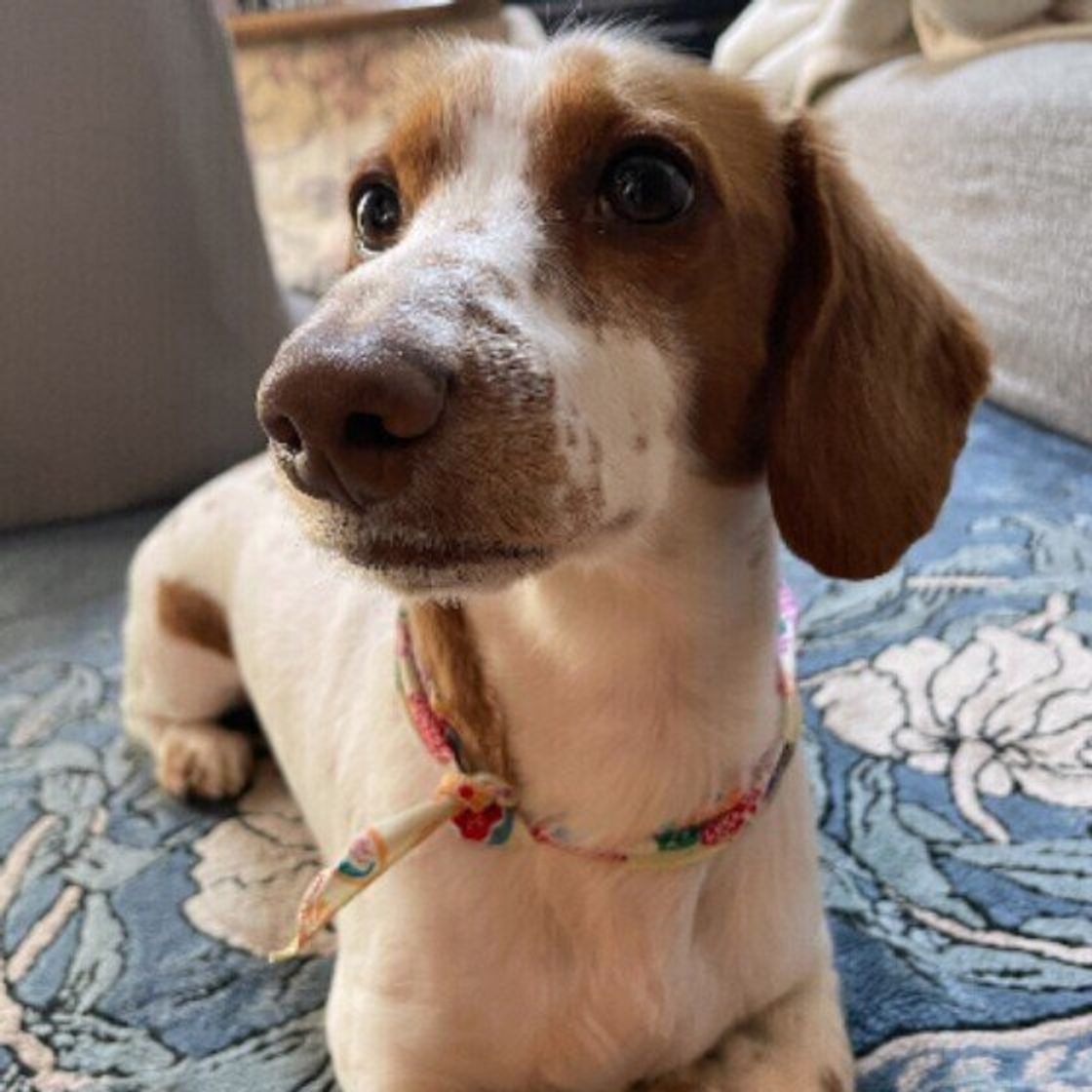 さみしくてかまってほしい アピール 犬が見せる行動のワケ いぬのきもちweb Magazine さみしくてかまってほしい アピール 犬が見せる行動のワケ いぬのきもちweb Magazine