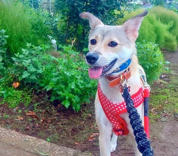 元保護犬・MIXのめるちゃん