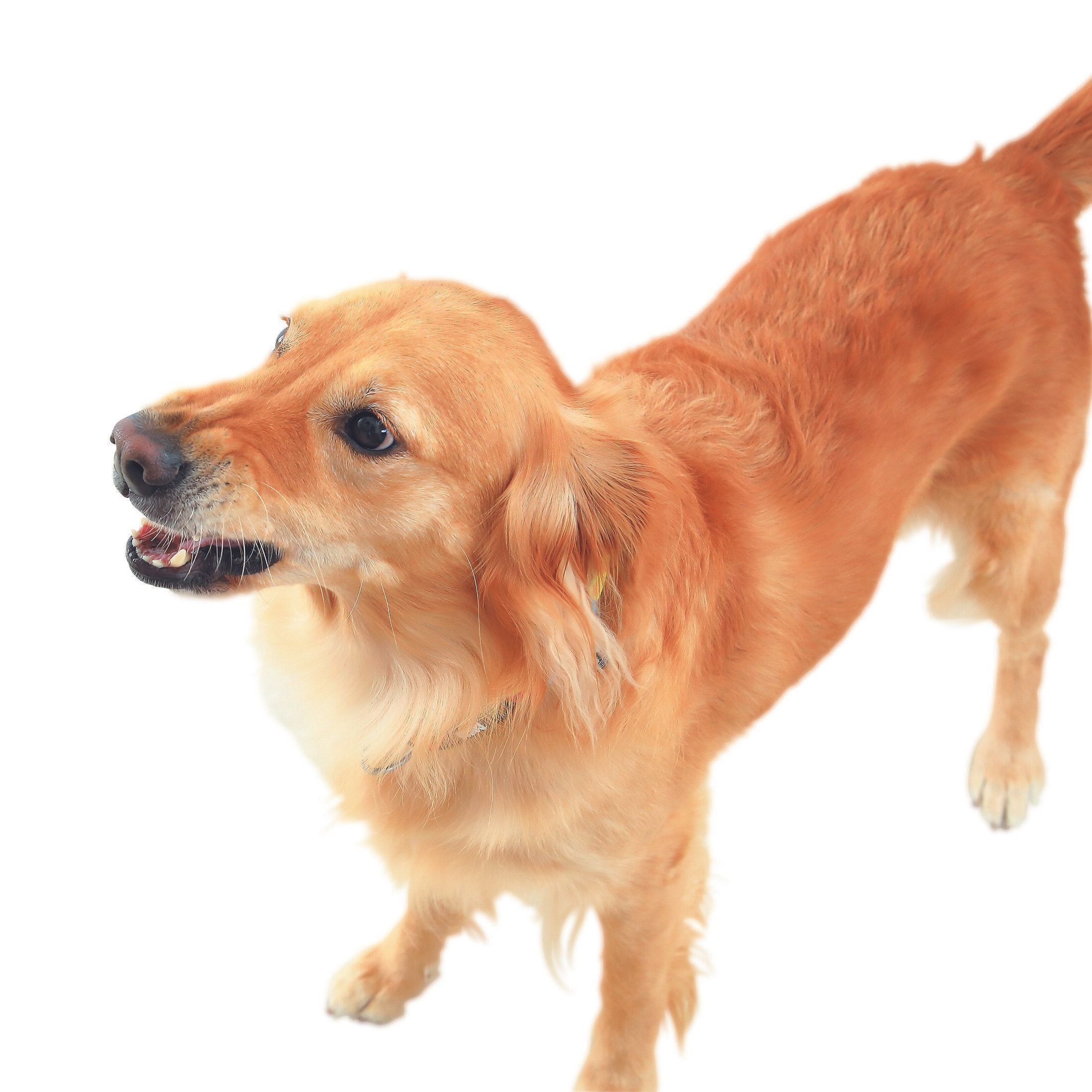 鼻にシワを寄せ、うなり声を上げたら要注意