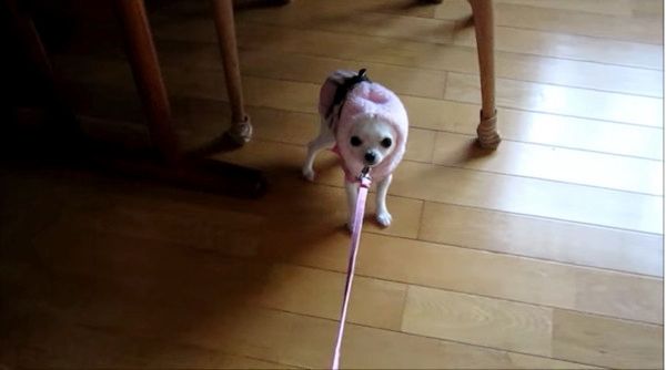 お散歩を嫌がるチワワ