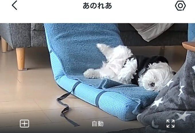 「完全に気抜いてて好き可愛い」と投稿されていたれあちゃんの1枚