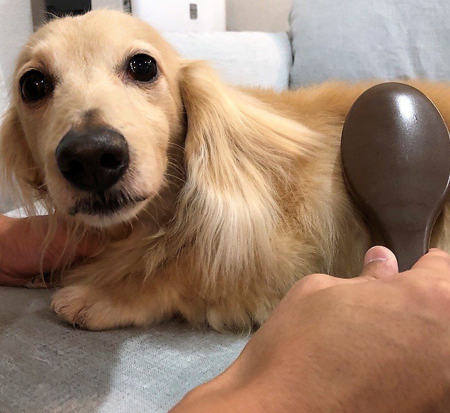 ミニチュア・ダックスフンド