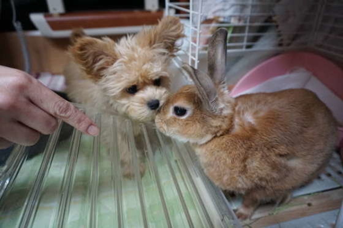 見てるとホッコリ ハムスターやうさぎ 鳥 犬が小動物に優しいワケ いぬのきもちweb Magazine 見てるとホッコリ ハムスターやうさぎ 鳥 犬が小動物に優しいワケ いぬのきもちweb Magazine