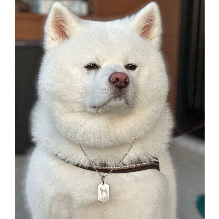 近所を警備している様子の海くん