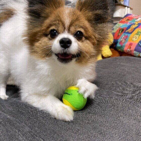 ボールで遊ぶ犬