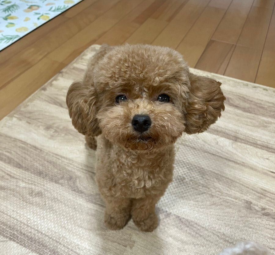 カメラを見つめるうたちゃん