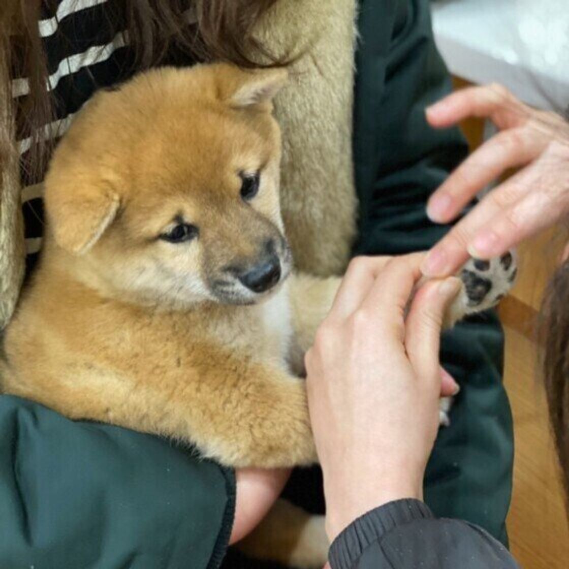 犬の爪切り サボるとどうなる 出血時の対応は 獣医師に聞いてみた いぬのきもちweb Magazine 犬の爪切り サボるとどうなる 出血時の対応は 獣医師に聞いてみた いぬのきもちweb Magazine