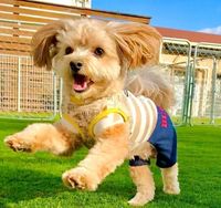 チョコちゃん/MIX