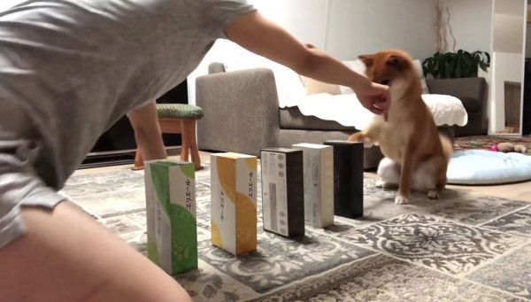 芸を習得した柴犬