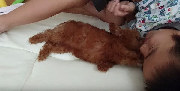 坊やとトイ・プードル