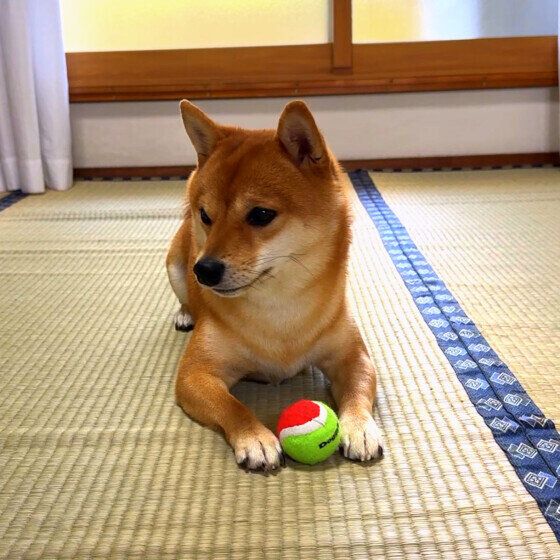 豆柴