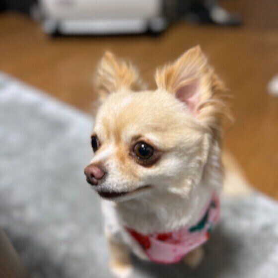 お座りするチワワ