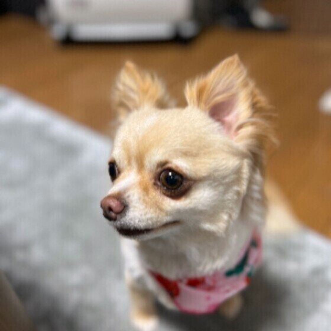 犬の不思議な行動 おしり歩き は異変のサイン 考えられる原因は 獣医師解説 いぬのきもちweb Magazine 犬の不思議な行動 おしり歩き は異変のサイン 考えられる原因は 獣医師解説 いぬのきもちweb Magazine