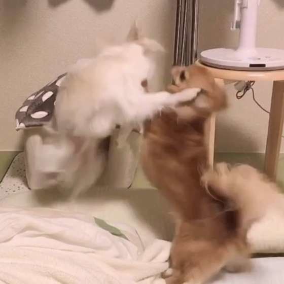 チワワのじゃれあい