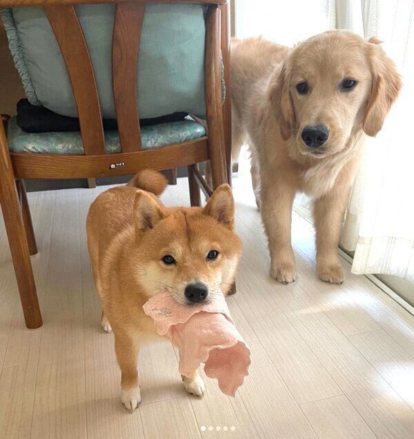 ママさんのハンカチをゲットしたうにくんと、ハンカチを狙うおからちゃん