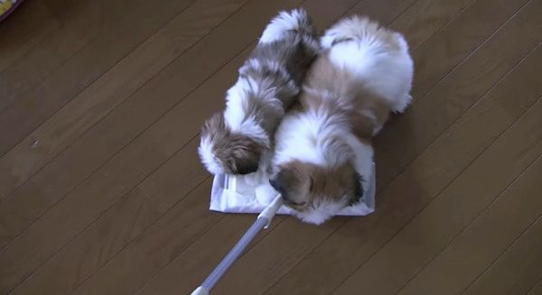 遊びたいシー・ズー