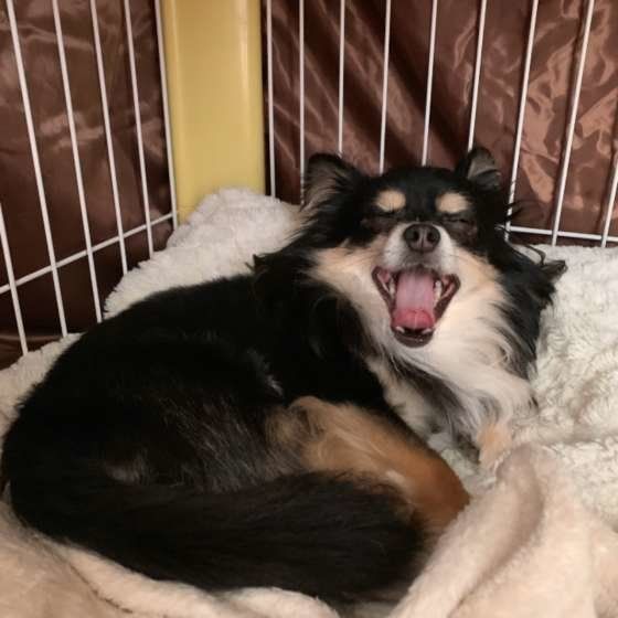 あくびをするチワワ