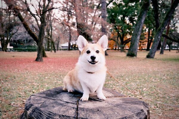切り株の上に座るガブちゃん