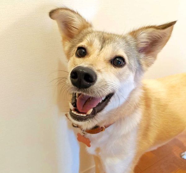 元保護犬・MIXのめるちゃん