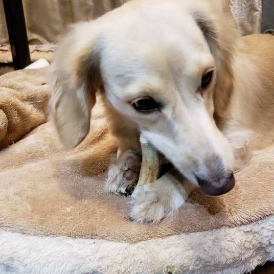 おやつに夢中なミニチュア・ダックスフンド