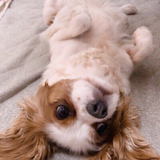 キャバリア・キング・チャールズ・スパニエル