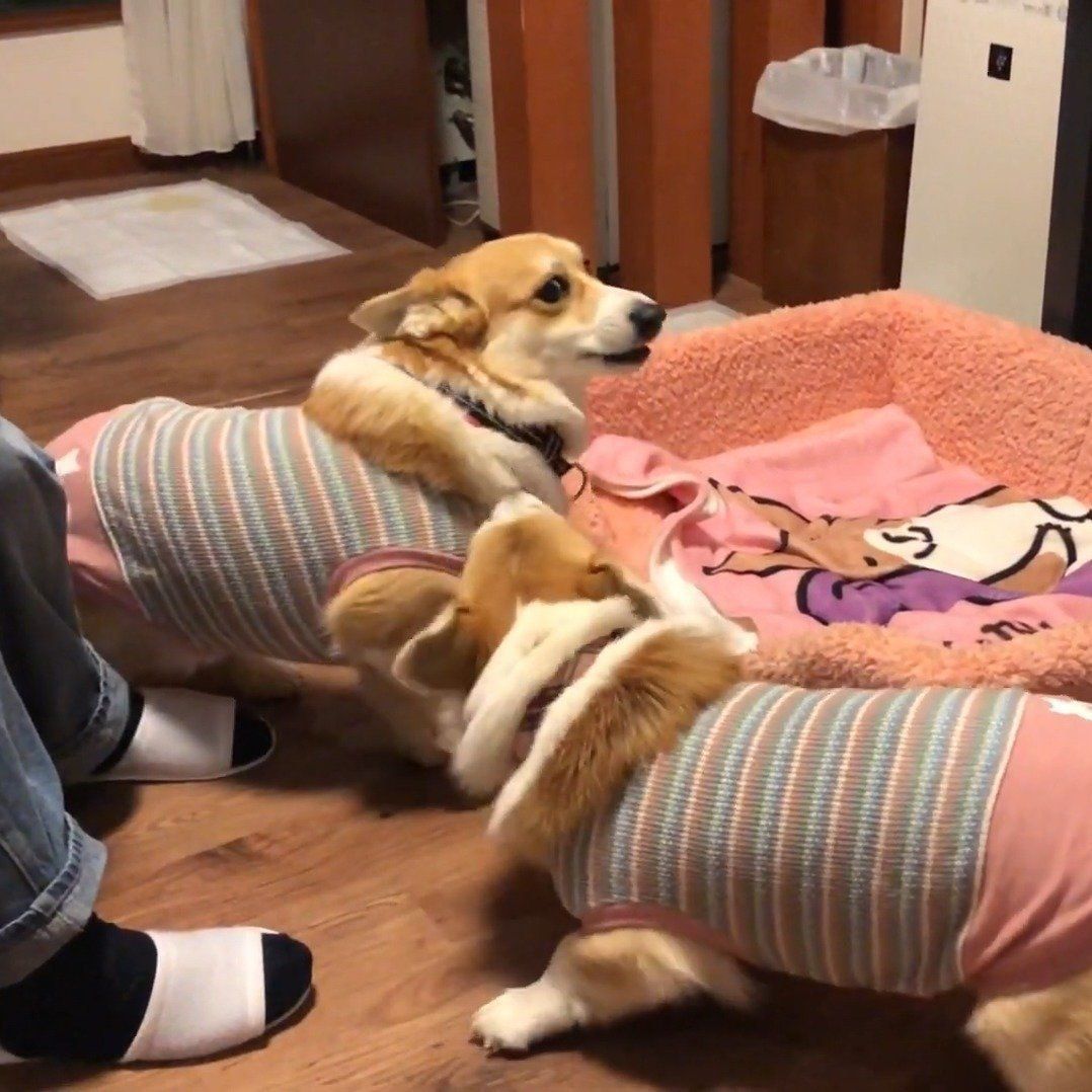 コーギー姉妹のバトル勃発！