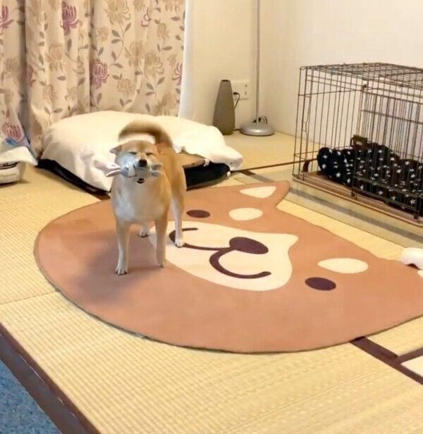 お出迎えするももちゃん